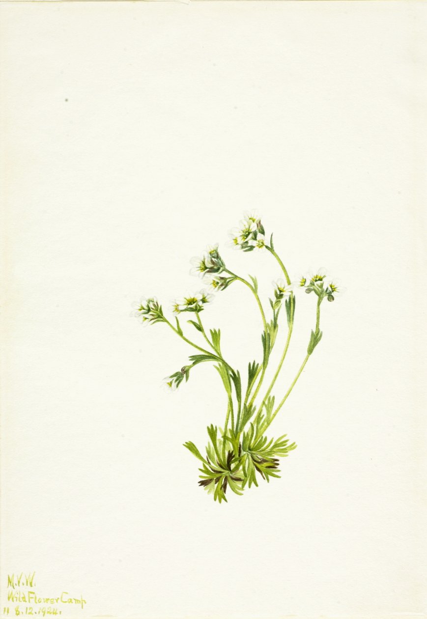 Saxifraga Saxifraga caespitosa de Mary Vaux Walcott