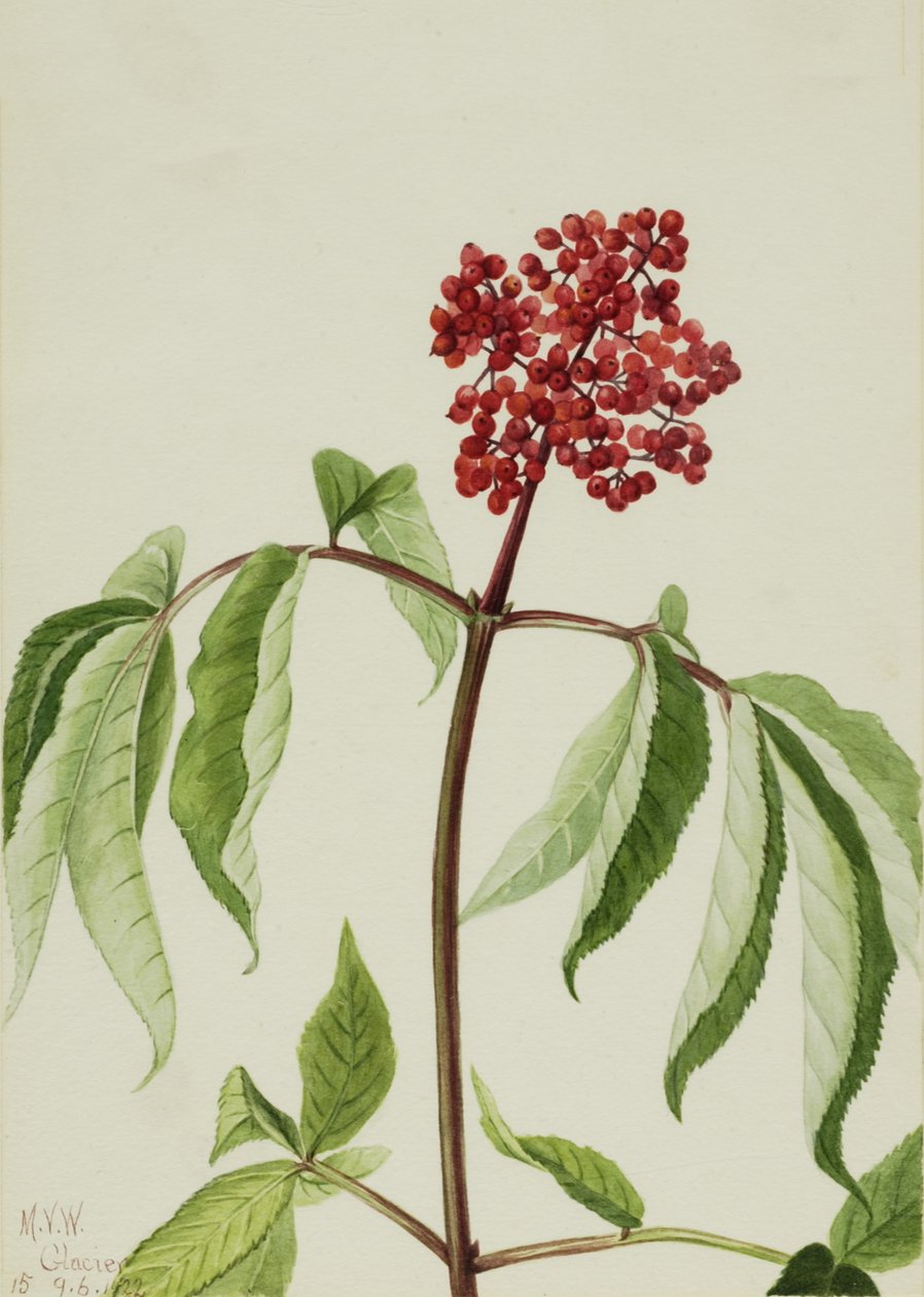 Saúco escarlata Sambucus pubens, 1922 de Mary Vaux Walcott