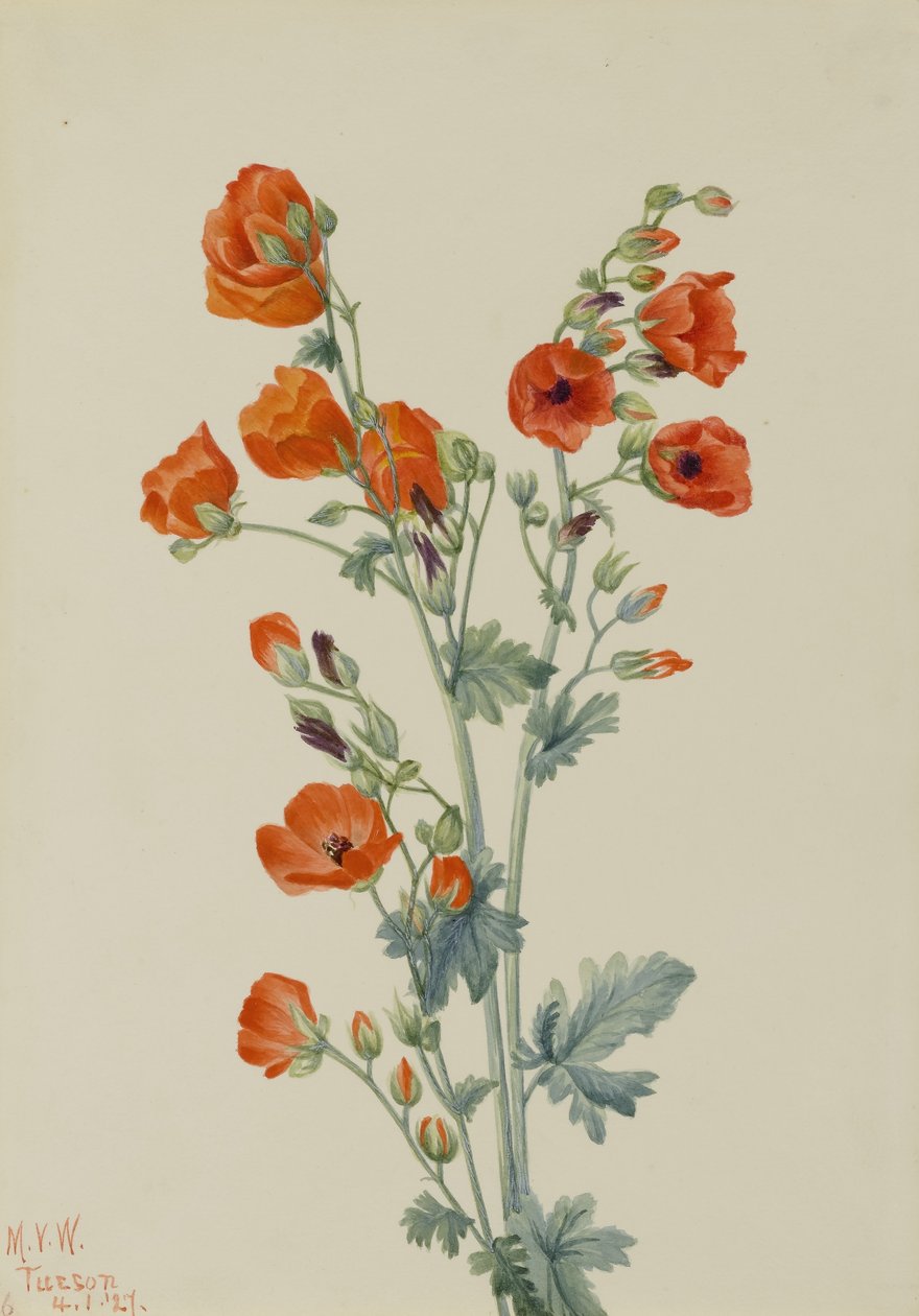 Malva escarlata (Sphaeralcea grossulariaefolia) de Mary Vaux Walcott