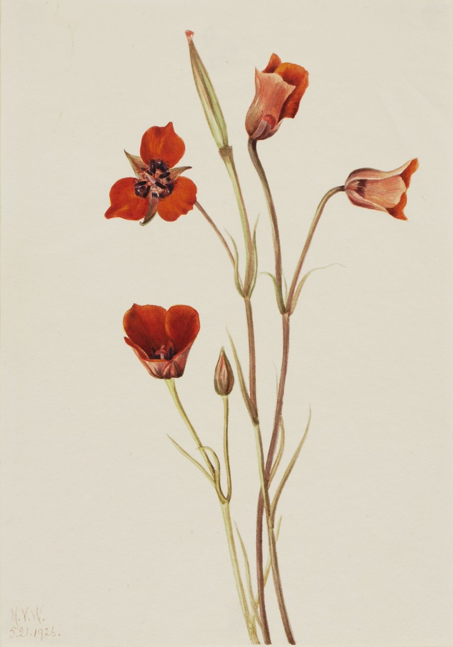 Mariposa escarlata (Calochortus kennedyi) de Mary Vaux Walcott