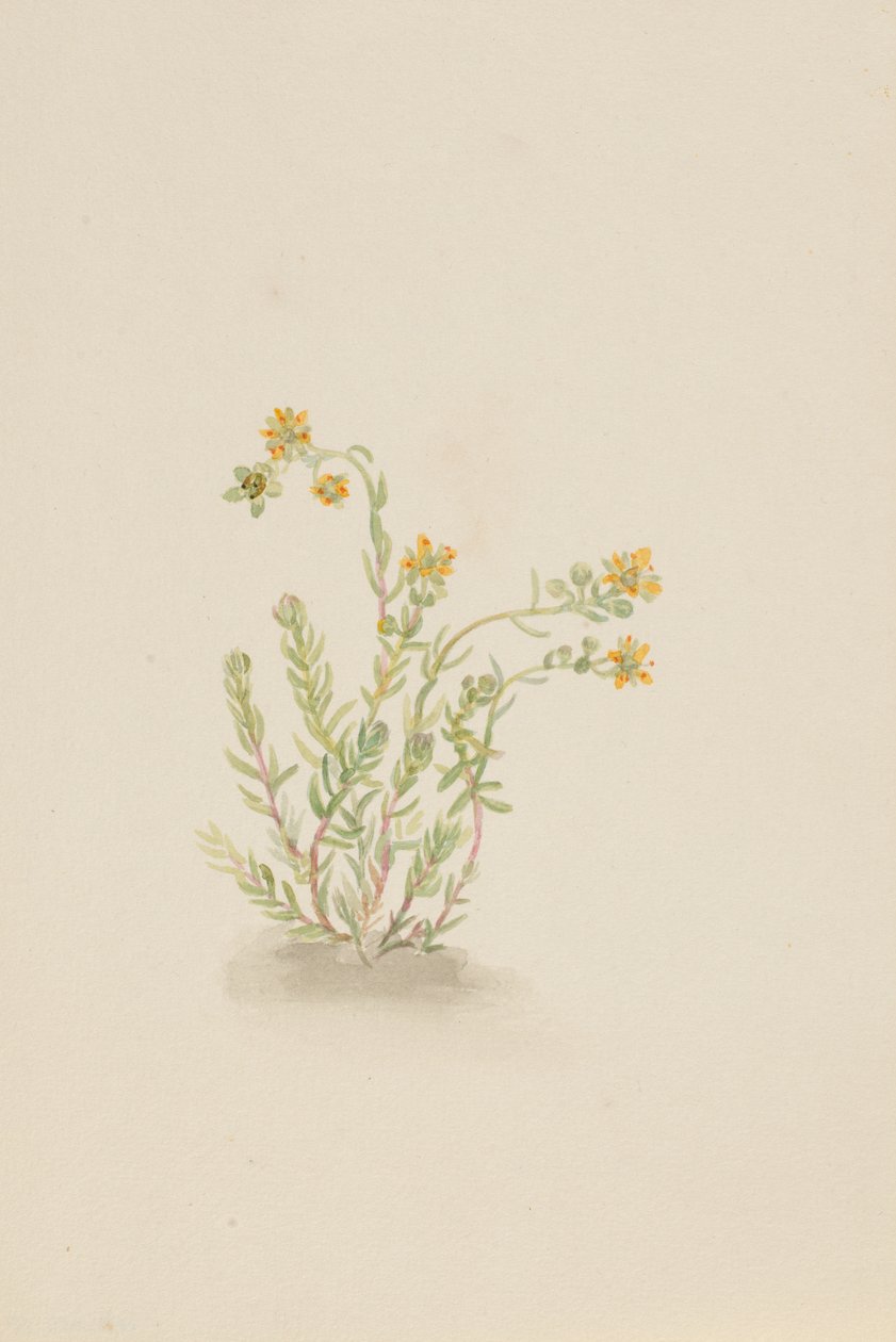 Sedum stenopetalum, ca. 1917-1918 de Mary Vaux Walcott