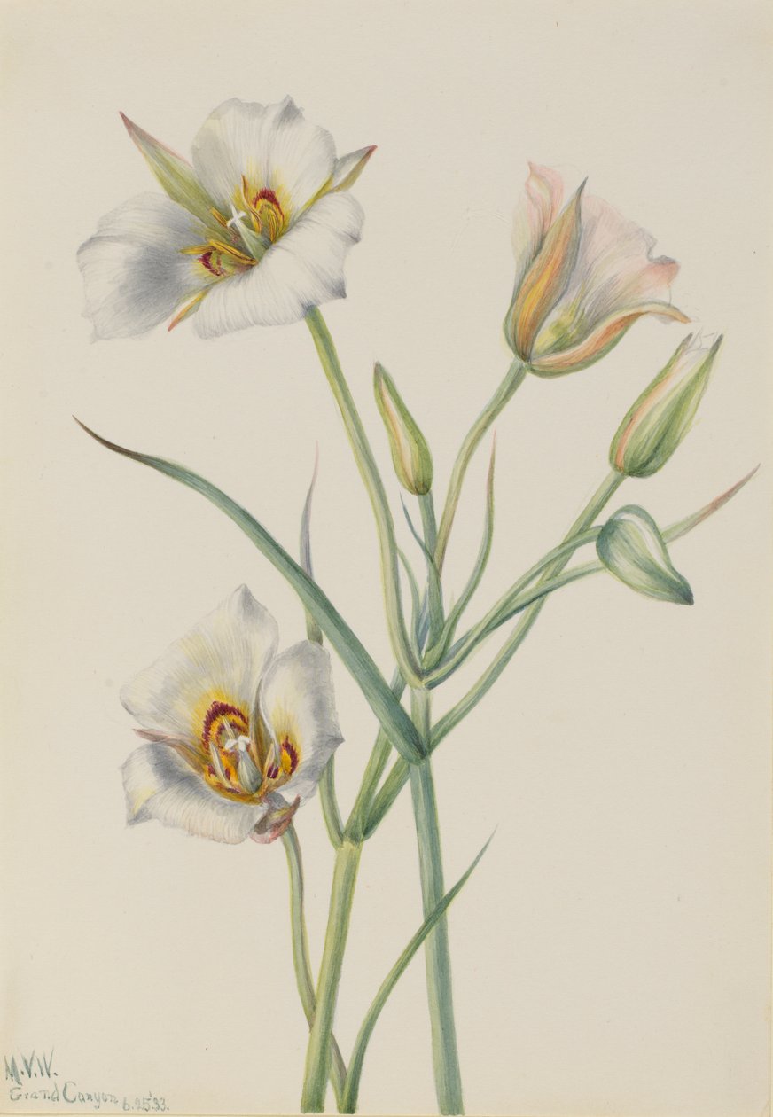 Lirio de las Sego (Calochortus nuttallii) de Mary Vaux Walcott
