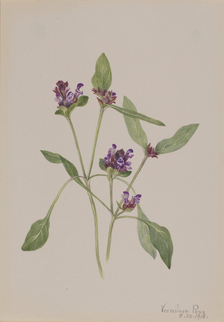 Autocuración (Prunella vulgaris) de Mary Vaux Walcott
