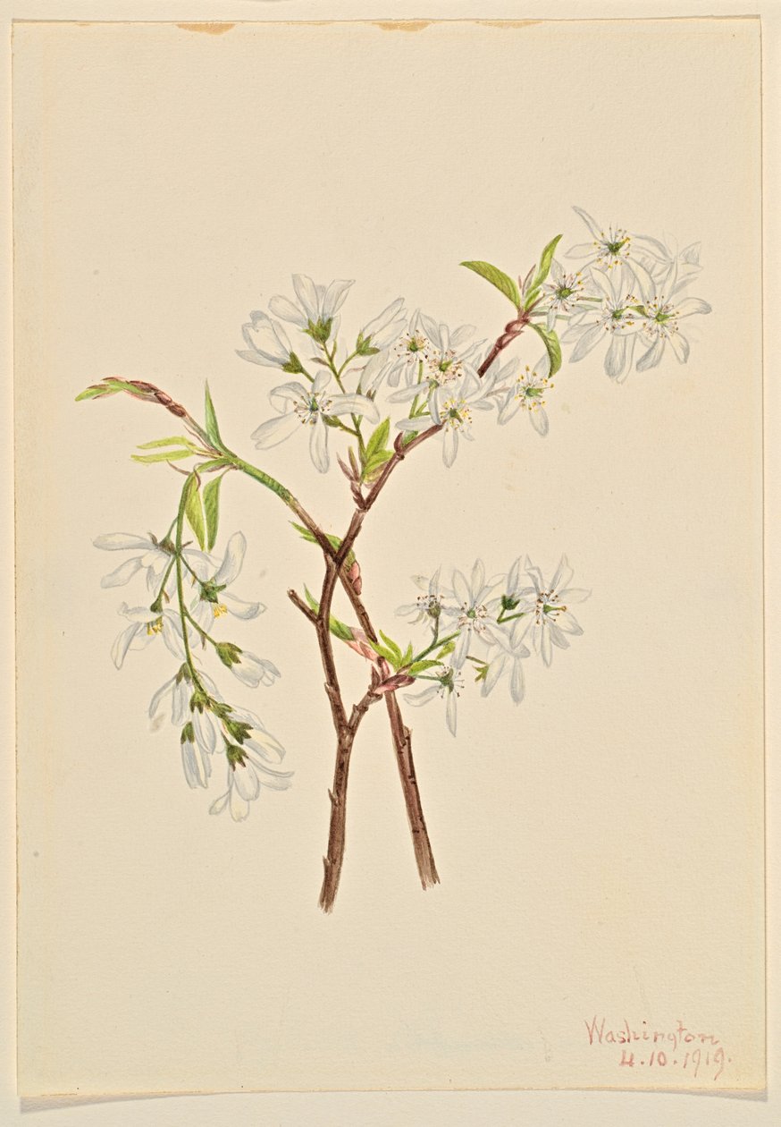 Arbusto del sábalo (Amelianchier oblongifolia) de Mary Vaux Walcott
