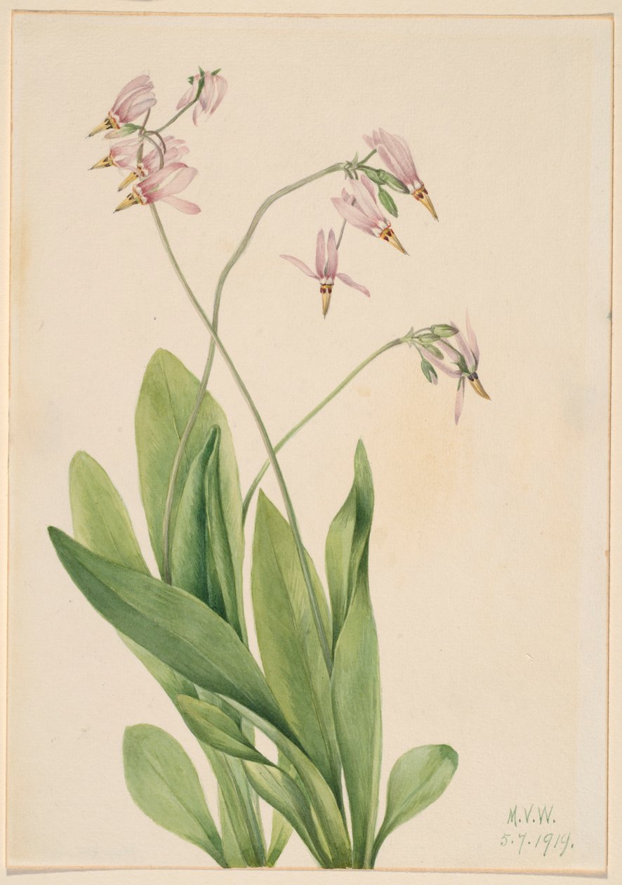 Estrella fugaz (Dodecatheon meadia) de Mary Vaux Walcott