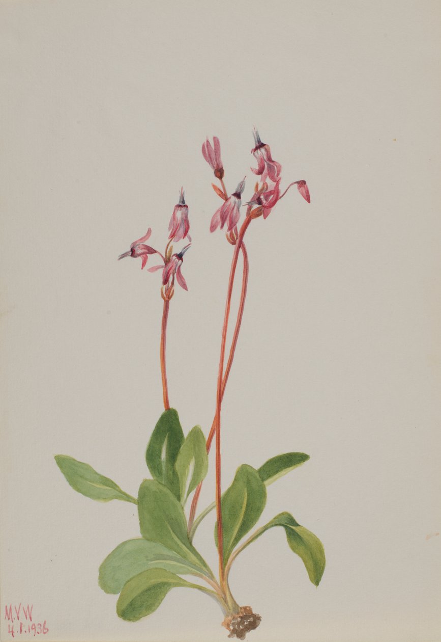 Dodecatheon hendersonii, 1936 de Mary Vaux Walcott