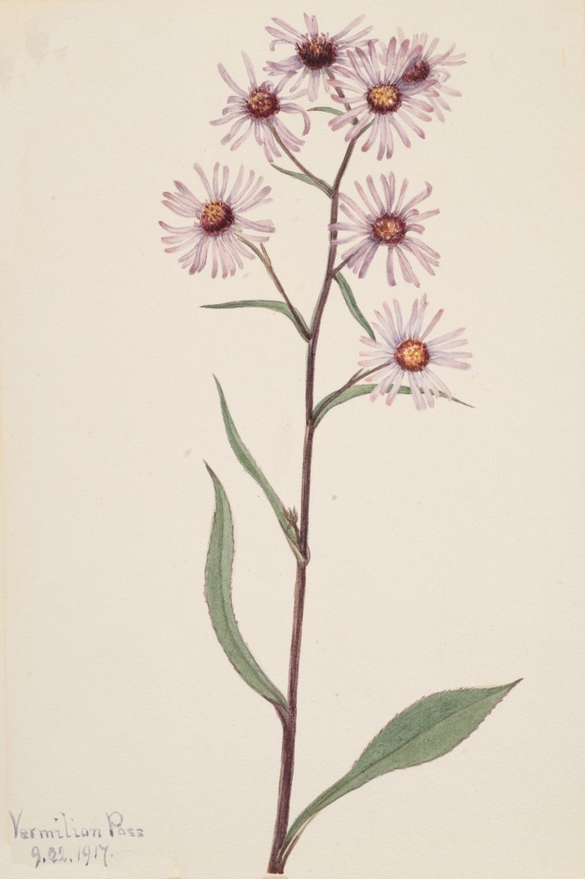 Áster vistoso Aster conspicuus de Mary Vaux Walcott