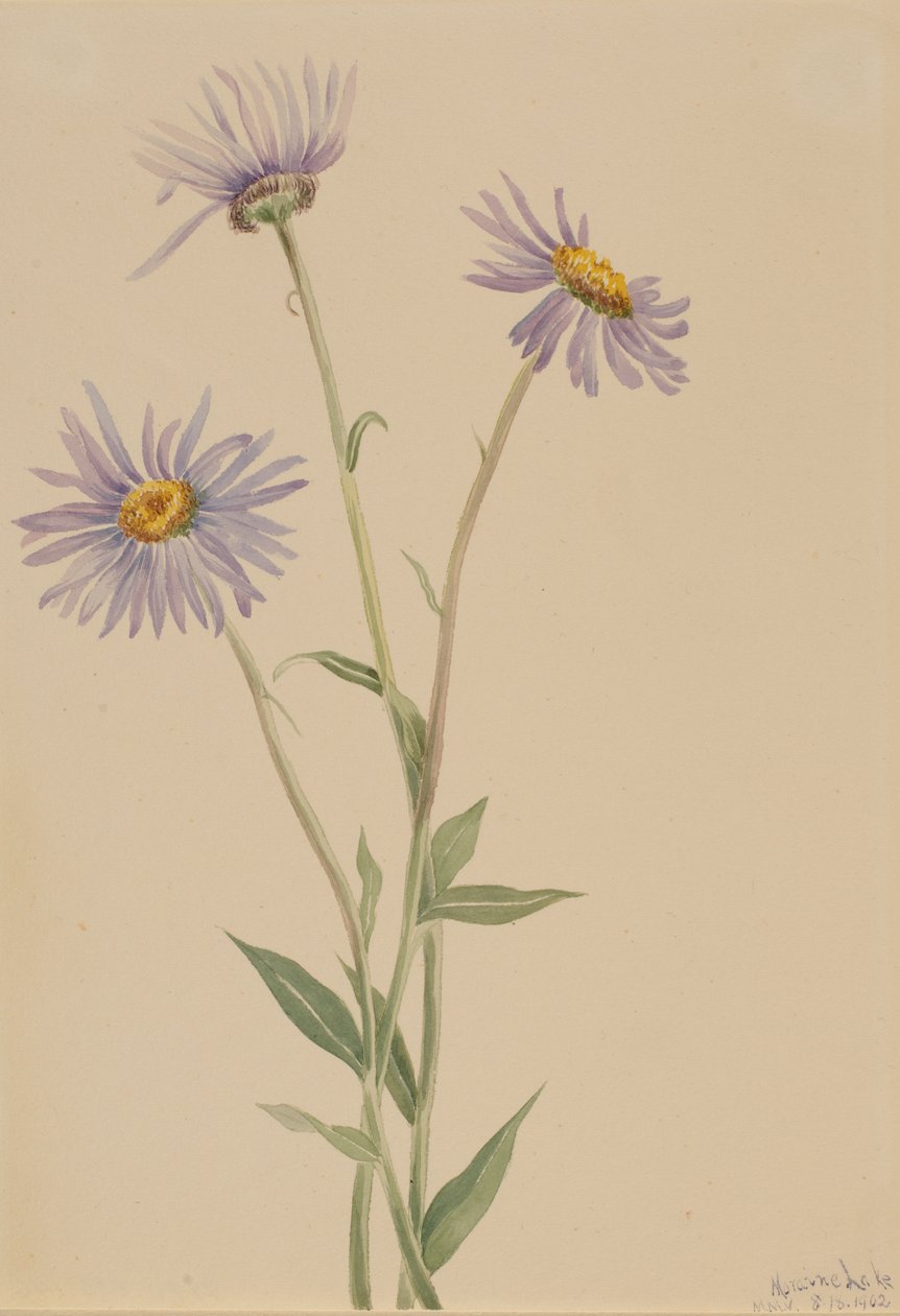 Florecilla vistosa (Erigeron salsuginosus) de Mary Vaux Walcott