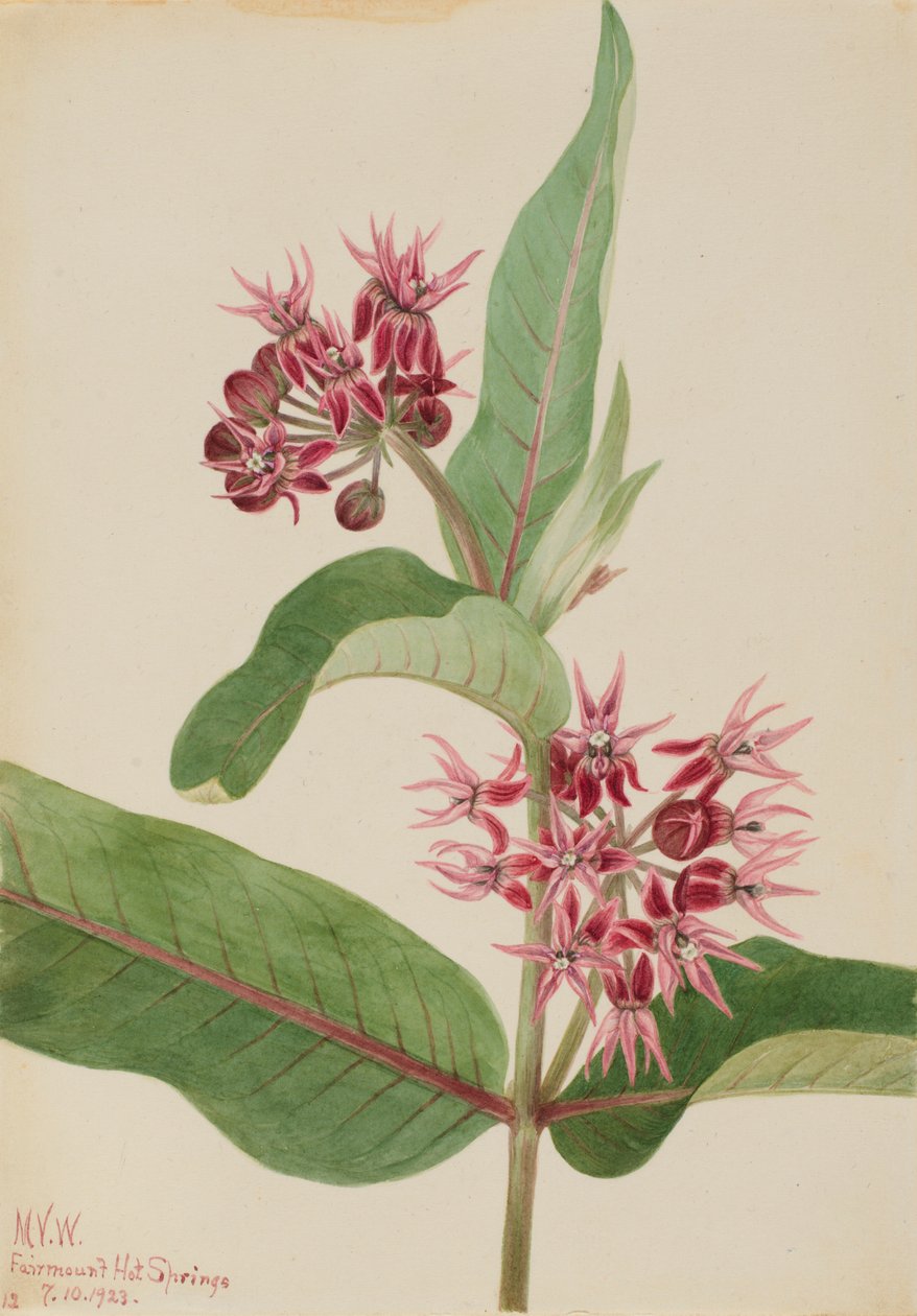 Asclepias speciosa (Asclepias speciosa) de Mary Vaux Walcott