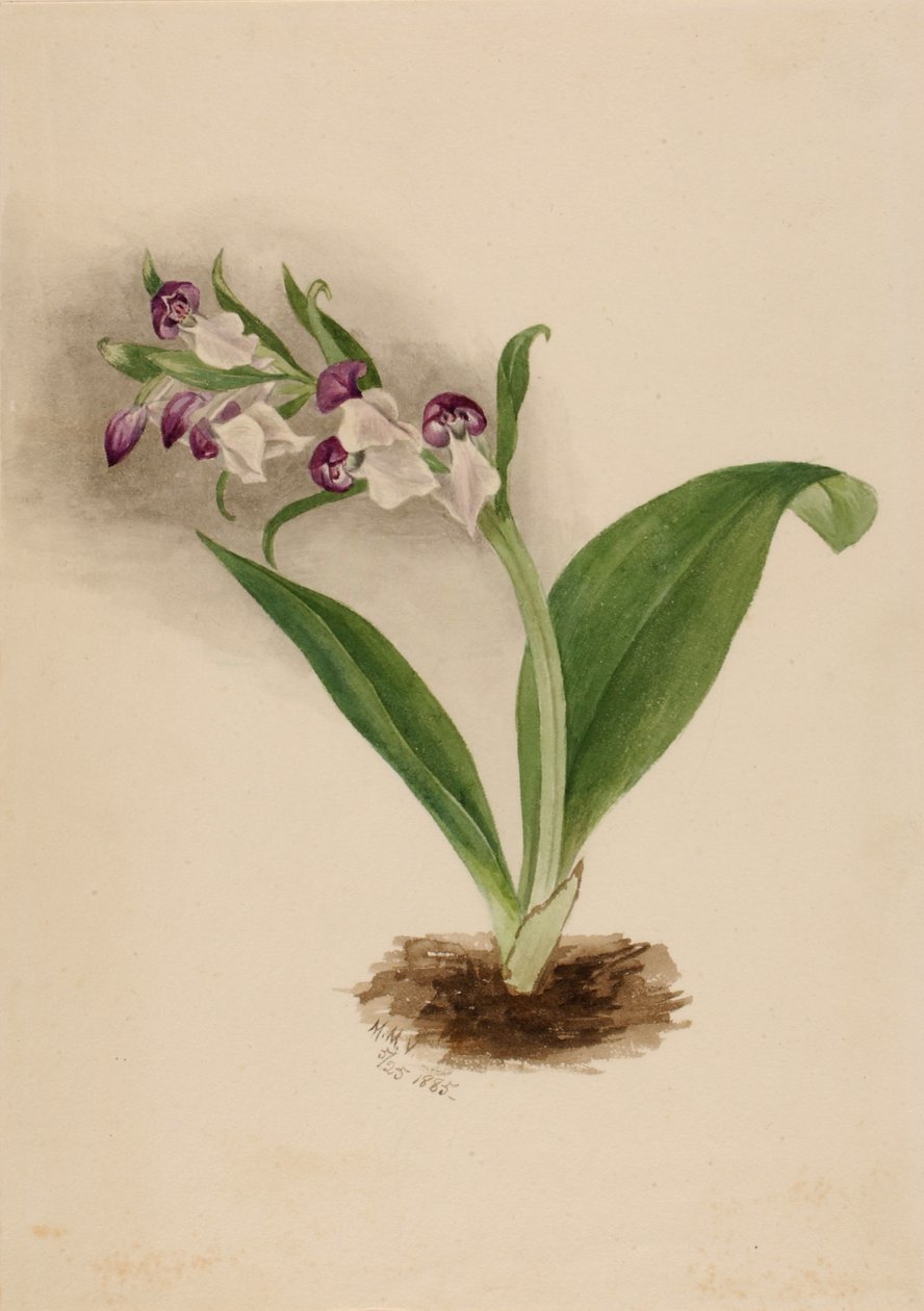 Orquídeas vistosas Orchis spectabilis de Mary Vaux Walcott