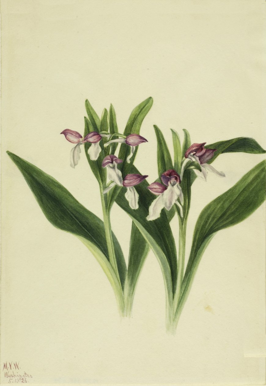 Orchis spectabilis vistosa, 1926 de Mary Vaux Walcott