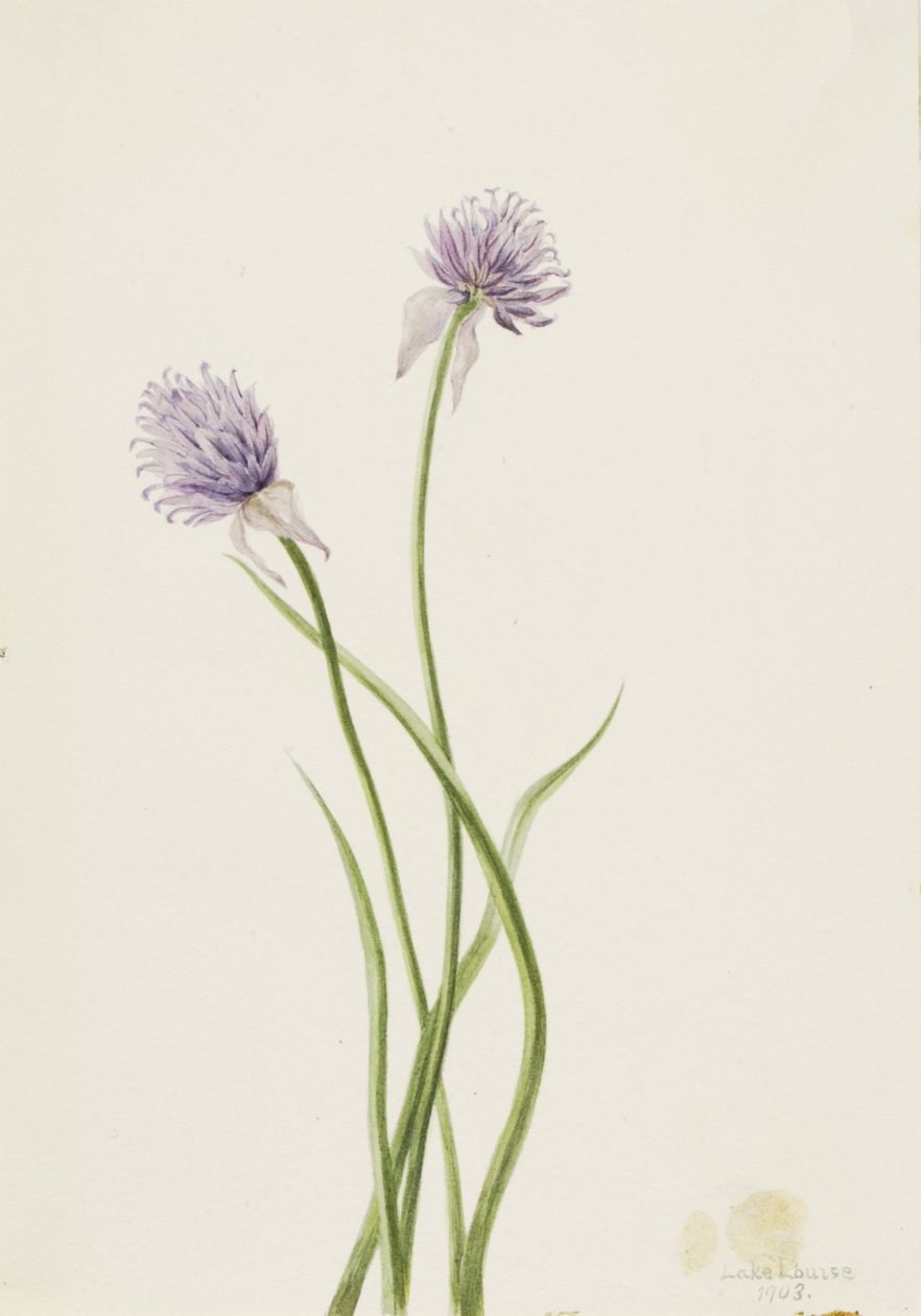 Cebolla siberiana Allium sibericum, 1903 de Mary Vaux Walcott