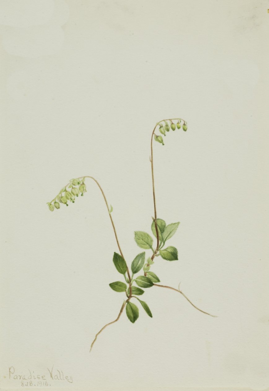 Campanillas Pyrola Pyrola secunda, 1916 de Mary Vaux Walcott
