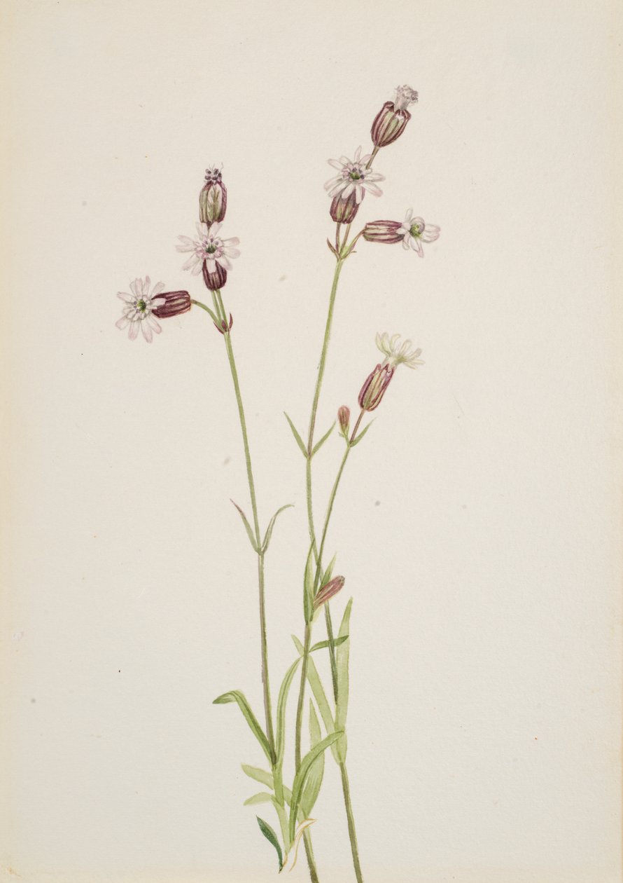 Silene multicaulis, ca. 1900-1920 de Mary Vaux Walcott