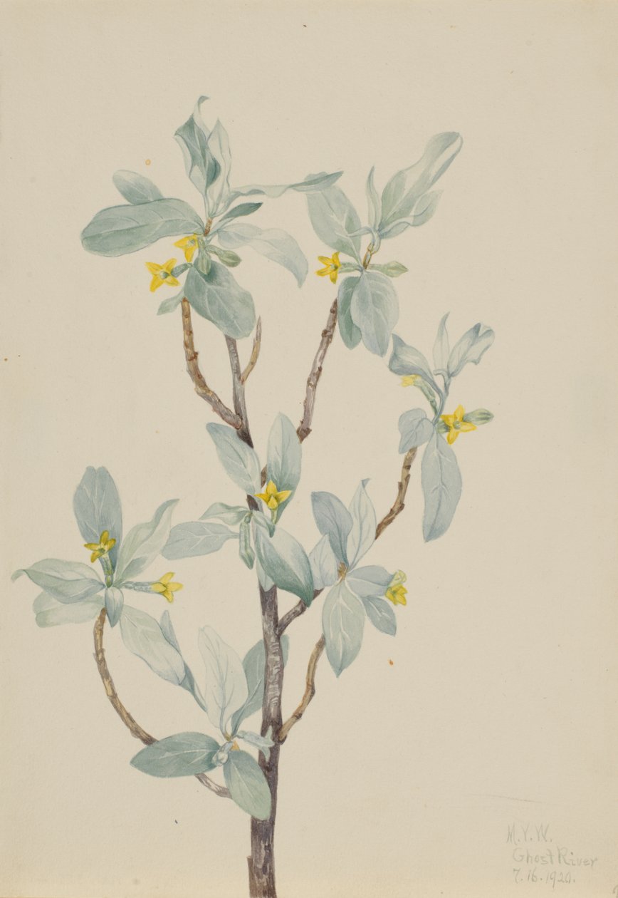 Arrayán (Elaeagnus commutata) de Mary Vaux Walcott