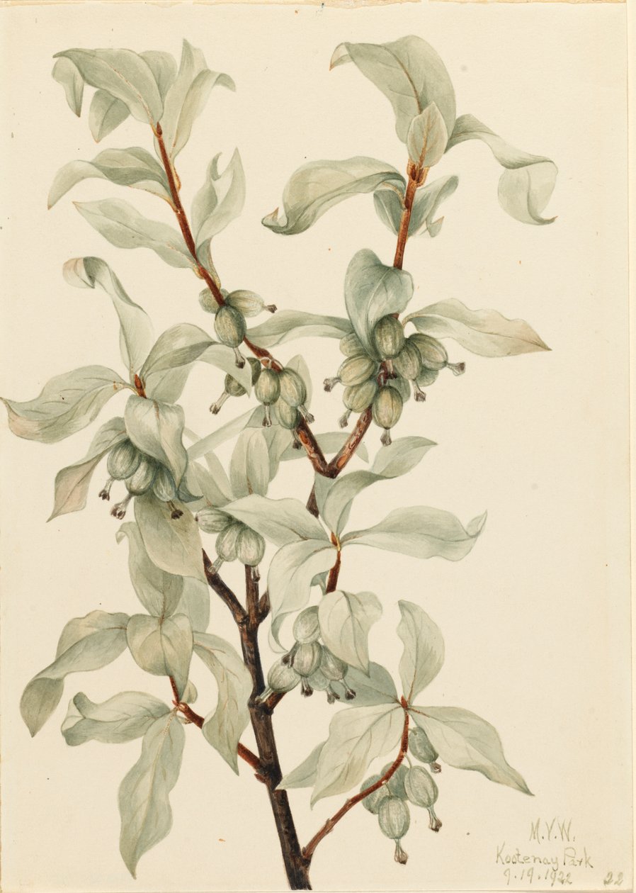 Elaeagnus commutata, 1922 de Mary Vaux Walcott