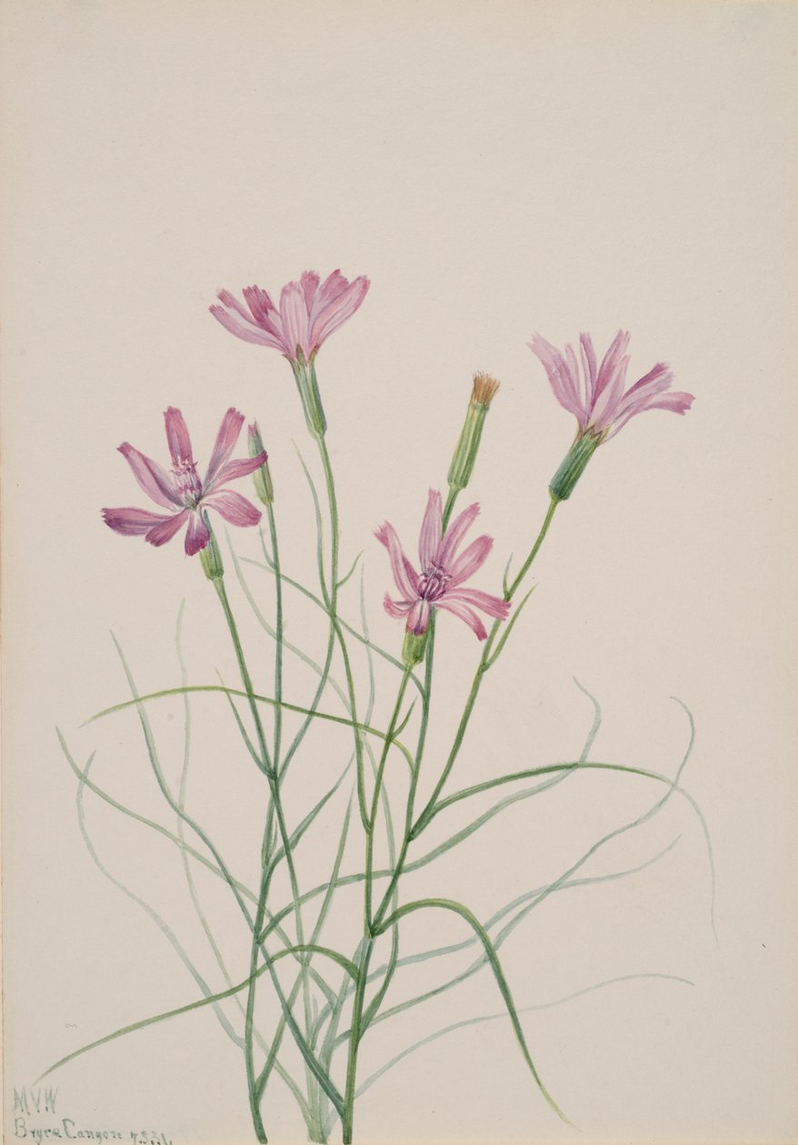 Hierba esqueleto Lygodesmia grandiflora de Mary Vaux Walcott