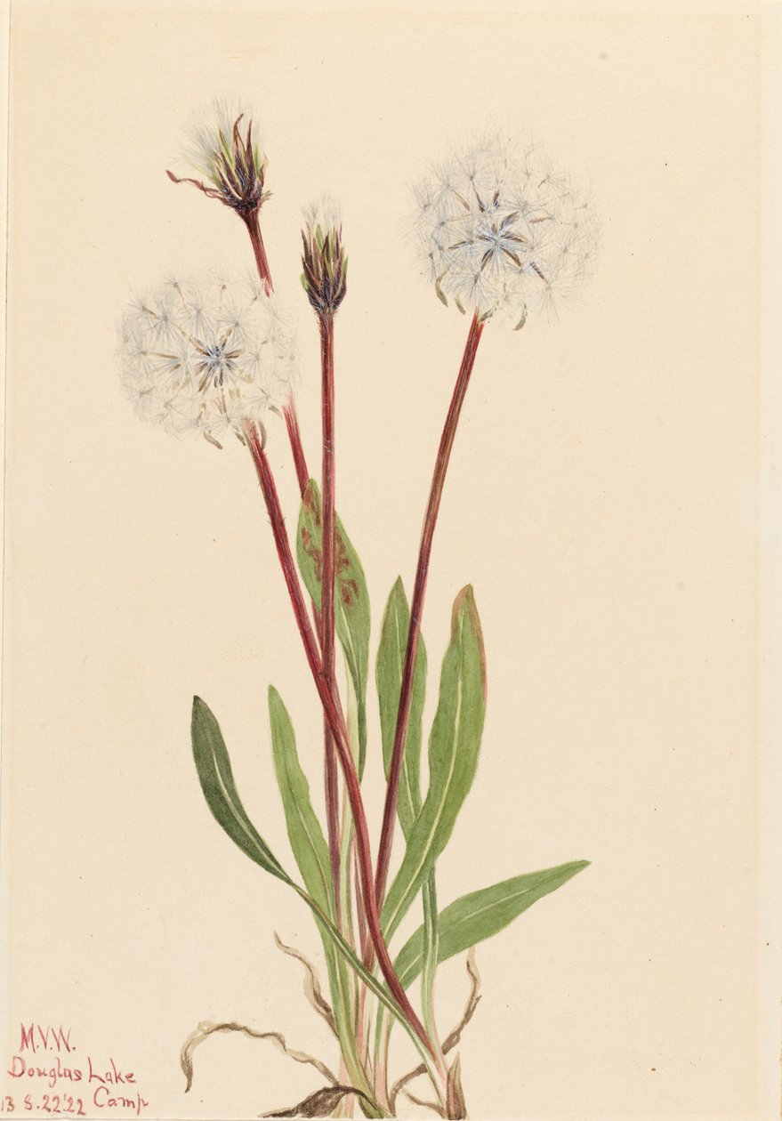 Agoseris Delgada Agoseris gracilens, 1922 de Mary Vaux Walcott
