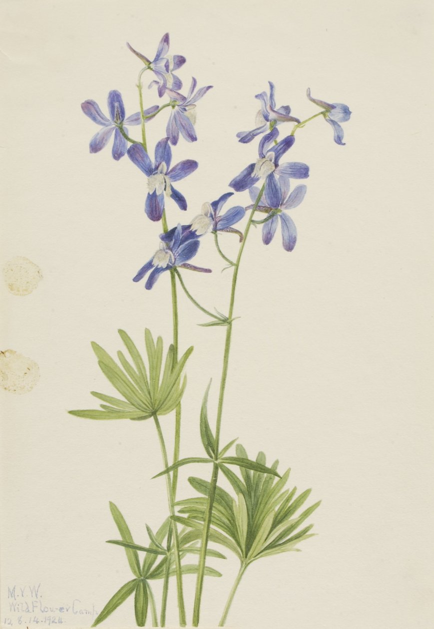 Delphinium depauperatum (Delphinium depauperatum) de Mary Vaux Walcott