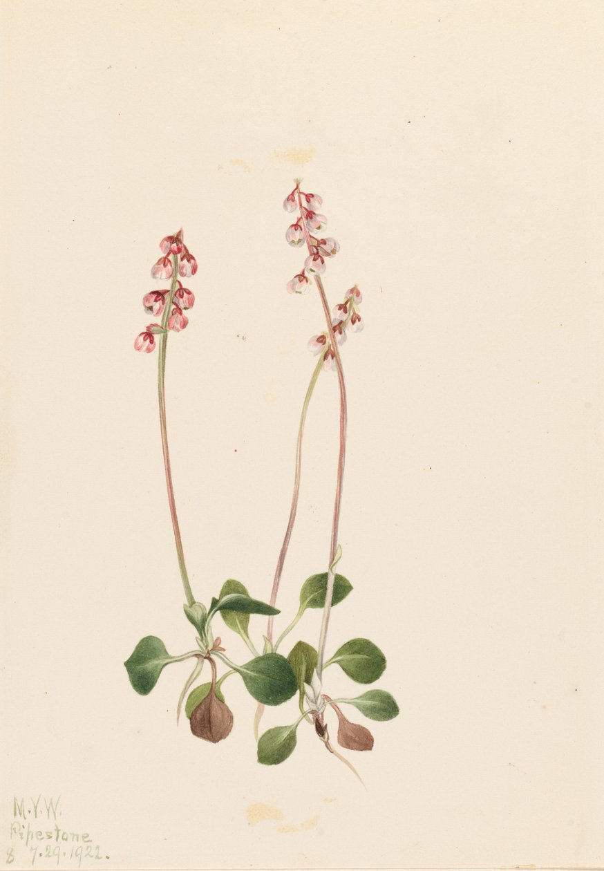 Small Pyrola (Pyrola minor) de Mary Vaux Walcott