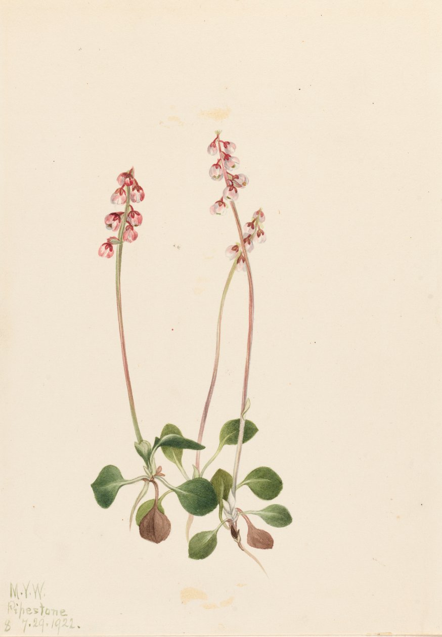 Pyrola menor, 1922 de Mary Vaux Walcott