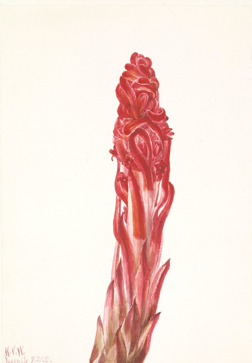 Planta de la nieve (Sarcodes sanguinea) de Mary Vaux Walcott