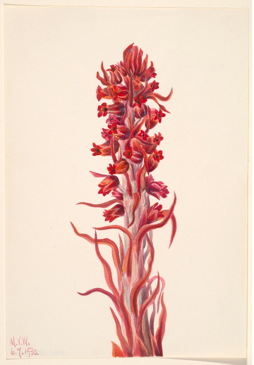 Planta de la nieve (Sarcodes sanguinea) de Mary Vaux Walcott