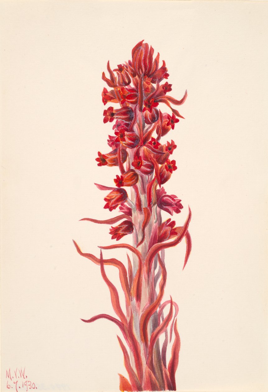 Planta de nieve Sarcodes sanguinea de Mary Vaux Walcott