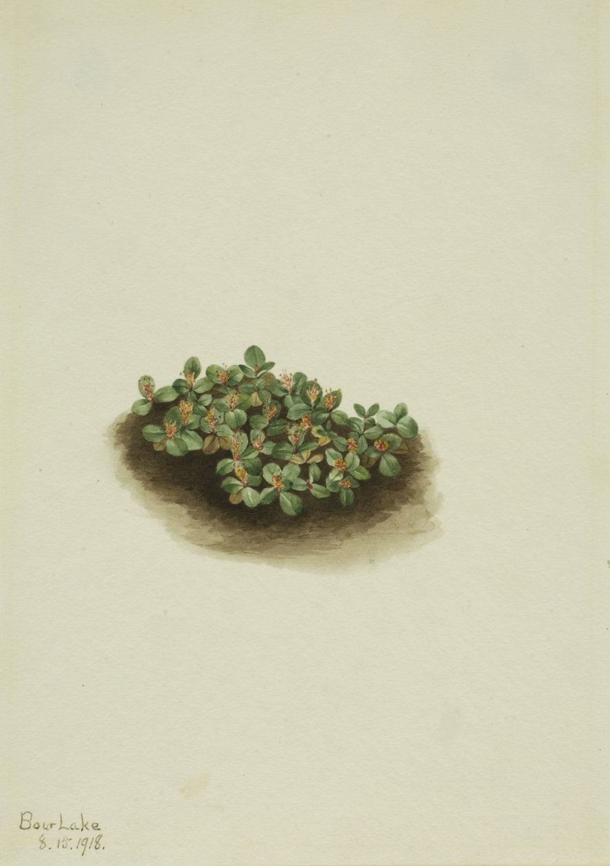 Sauce de las nieves (Salix nivalis) de Mary Vaux Walcott