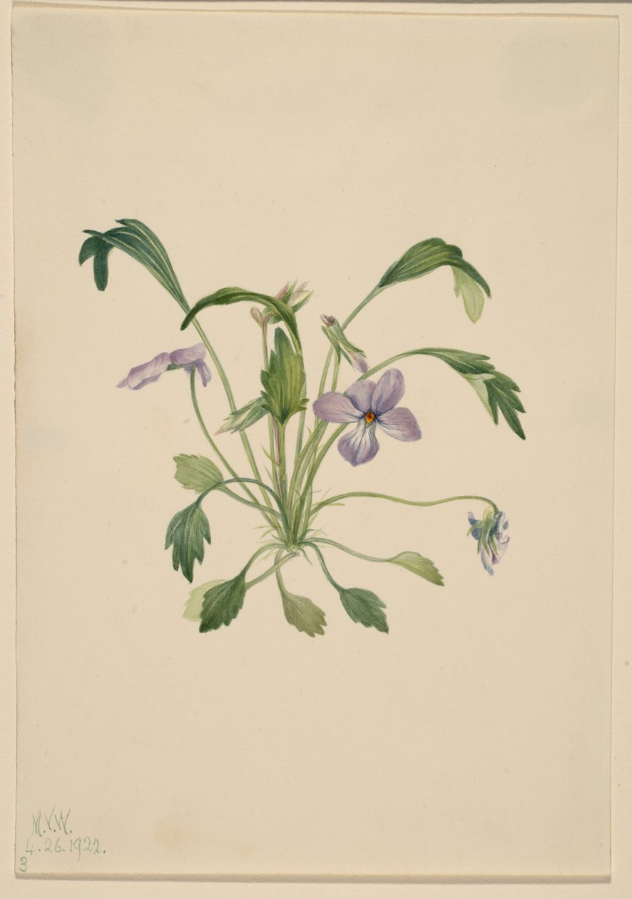 Violeta pata de pájaro (Viola digitata) de Mary Vaux Walcott