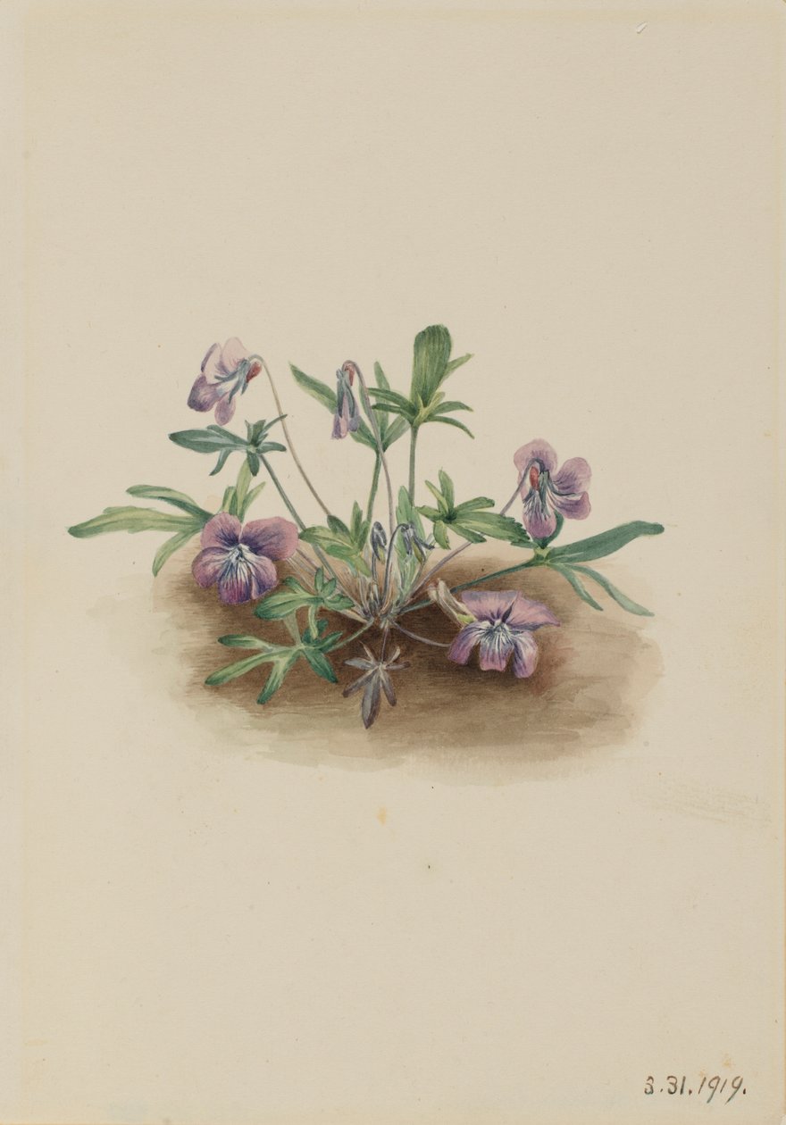 Violeta de la costa sur (Viola septemloba) de Mary Vaux Walcott