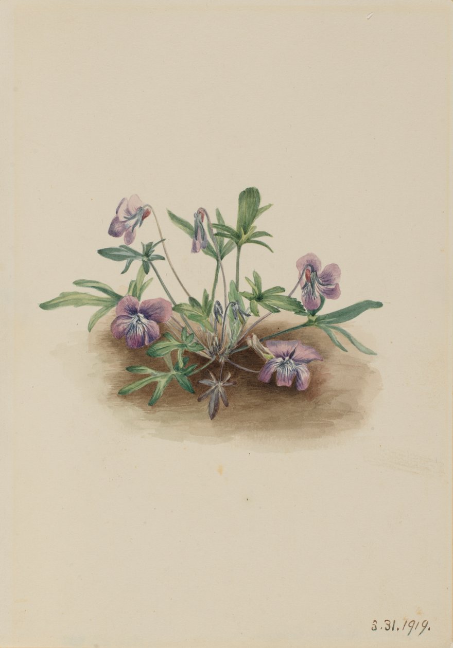 Violeta de la costa sur Viola septemloba, 1919 de Mary Vaux Walcott
