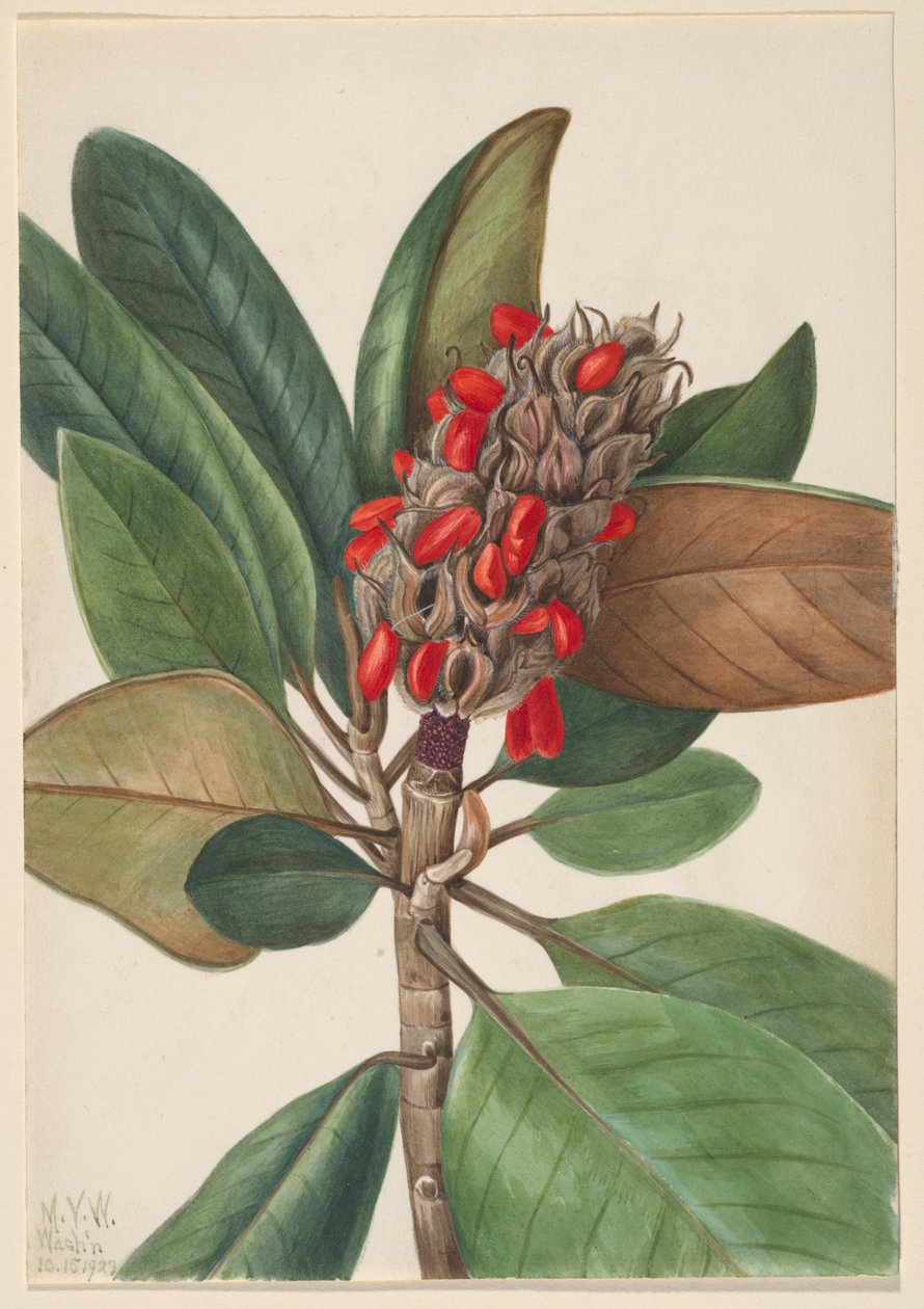 Magnolia del sur (Magnolia grandiflora) de Mary Vaux Walcott