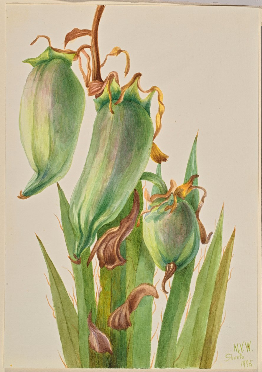 Bayoneta española (Yucca baccata) de Mary Vaux Walcott