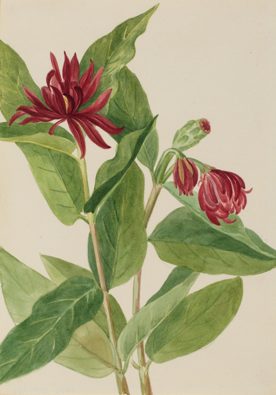 Calycanthus occidentalis, principios de los años 1930 de Mary Vaux Walcott