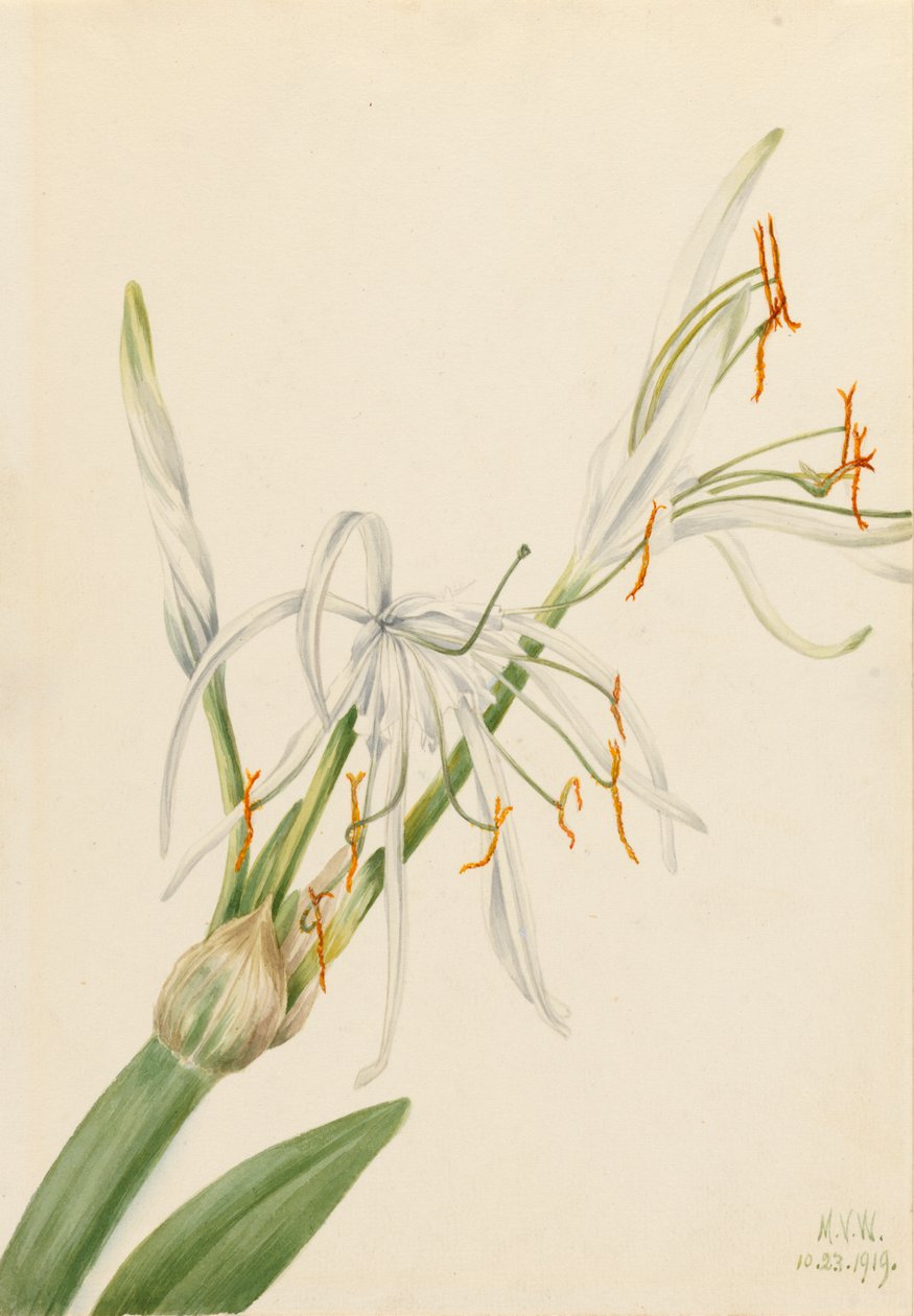 Lirio araña Hymenocallis rotata, 1919 de Mary Vaux Walcott