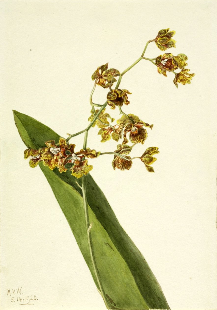 Cyrtopodium manchado Cyrtopodium punctatum, 1920 de Mary Vaux Walcott