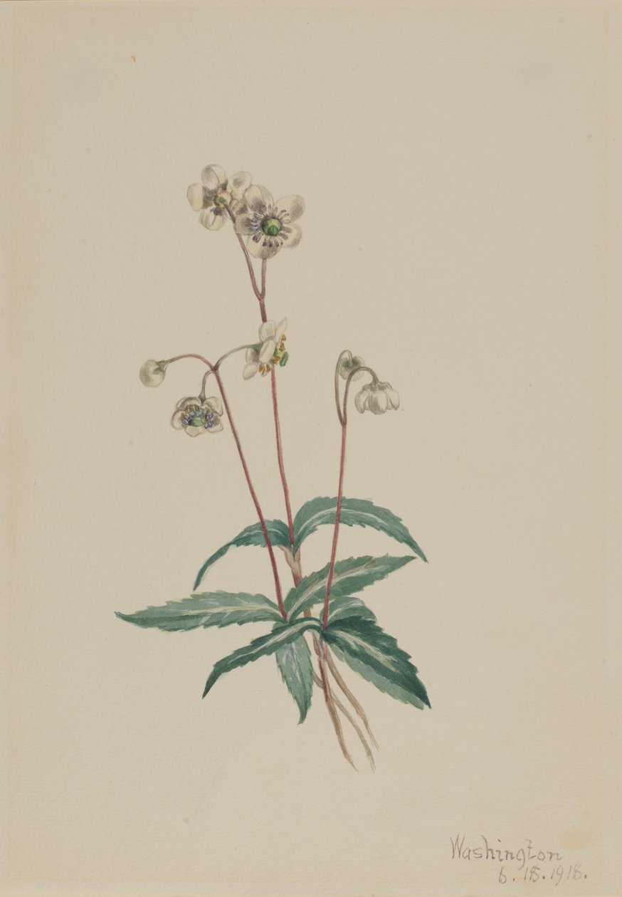 Pipsissewa moteada (Chimaphila maculata) de Mary Vaux Walcott