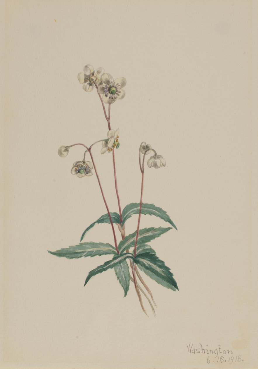 Pipsissewa Manchada Chimaphila maculata, 1918 de Mary Vaux Walcott