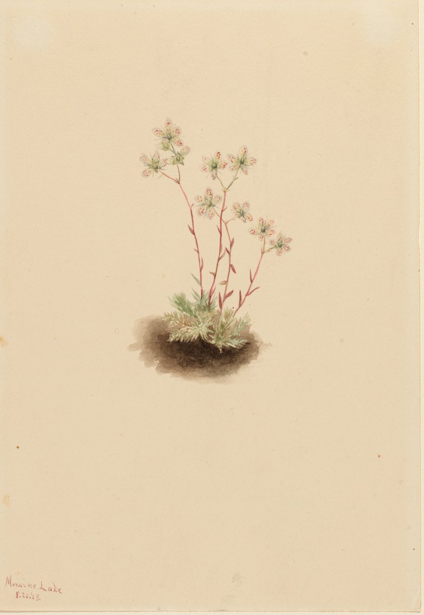 Saxifrage manchada (Saxifraga bronchialis) de Mary Vaux Walcott