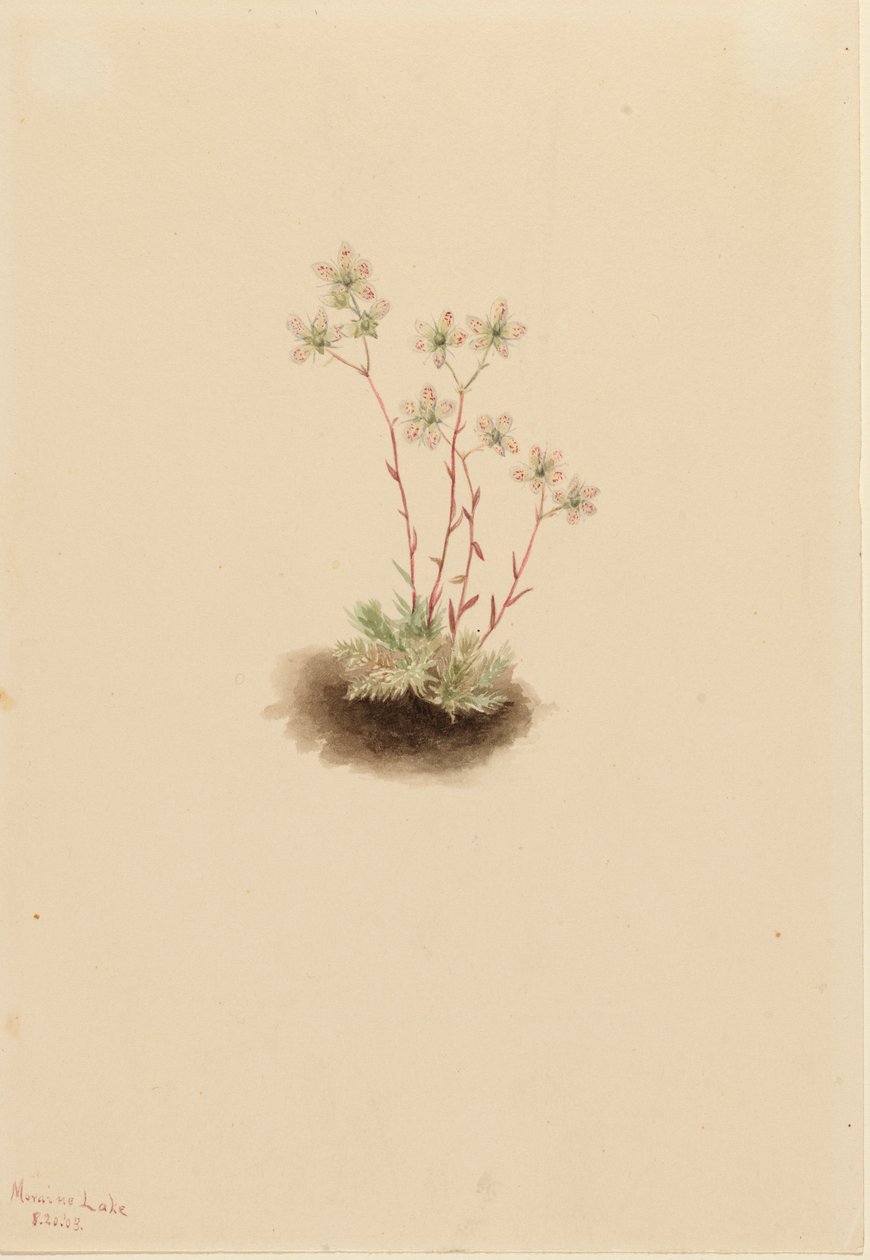 Saxifraga manchada Saxifraga bronchialis de Mary Vaux Walcott