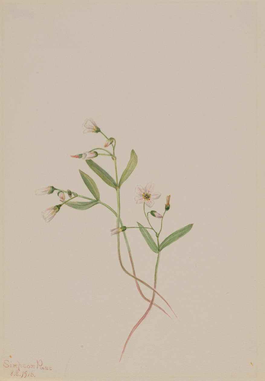Bella de primavera (Claytonia lanceolata) de Mary Vaux Walcott