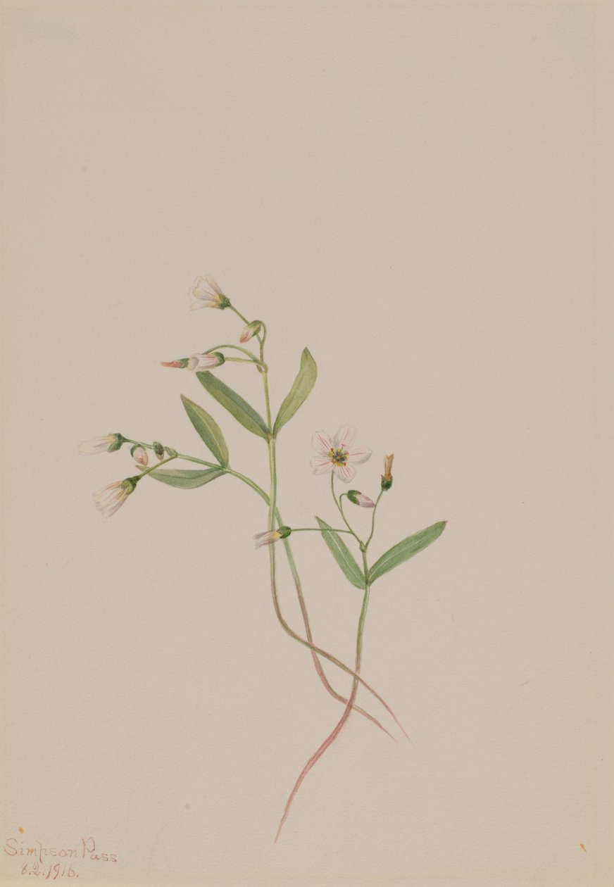 Belleza de primavera Claytonia lanceolata de Mary Vaux Walcott