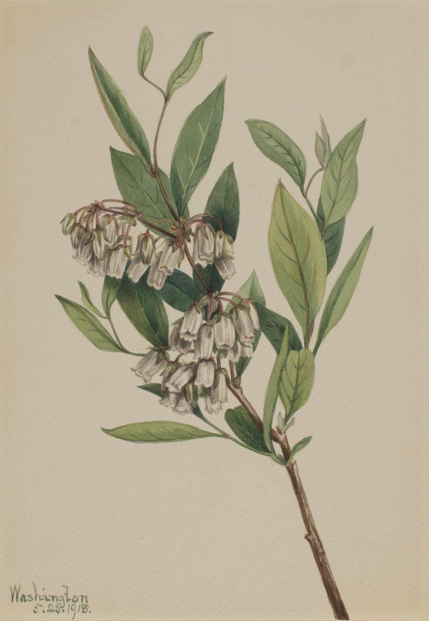Pieris Mariana de Mary Vaux Walcott