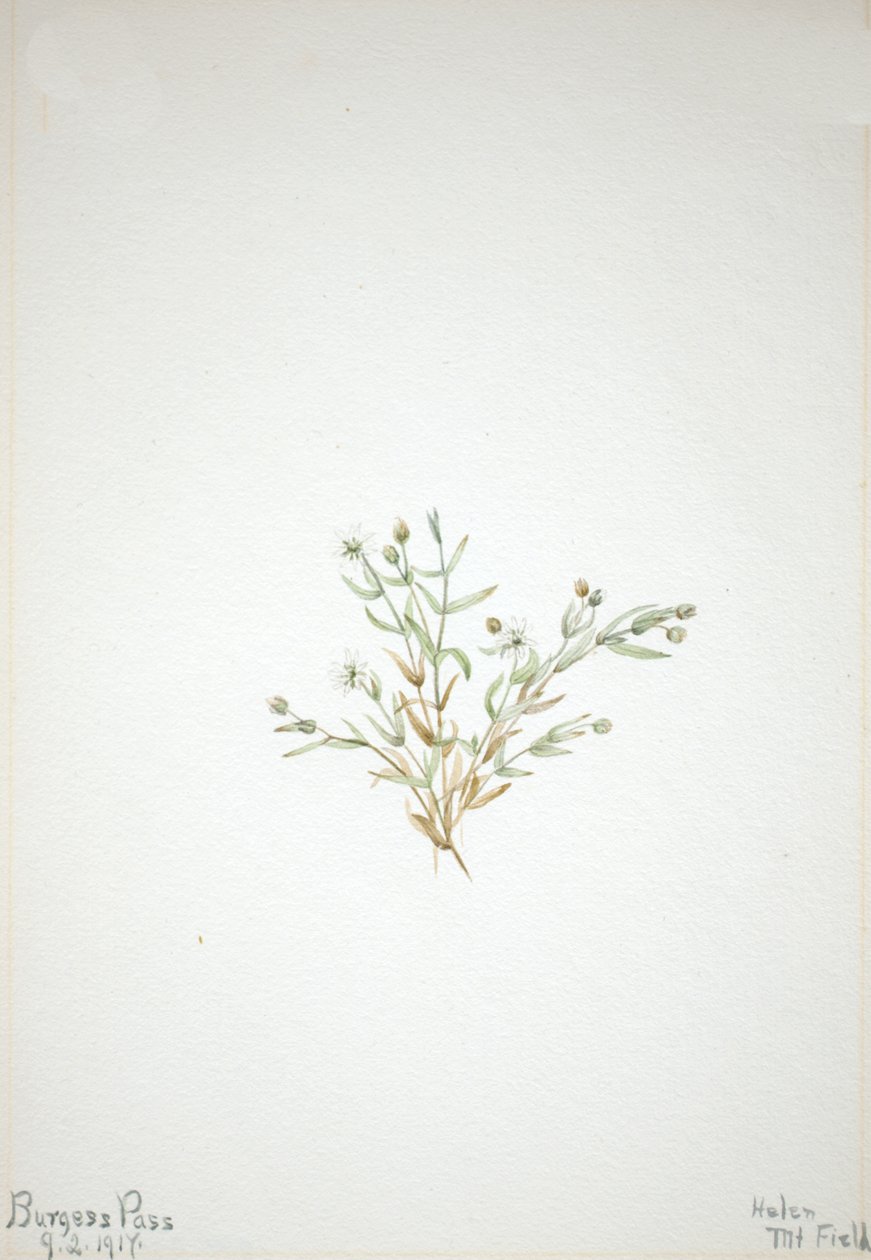 Stelleria leata, 1917 de Mary Vaux Walcott