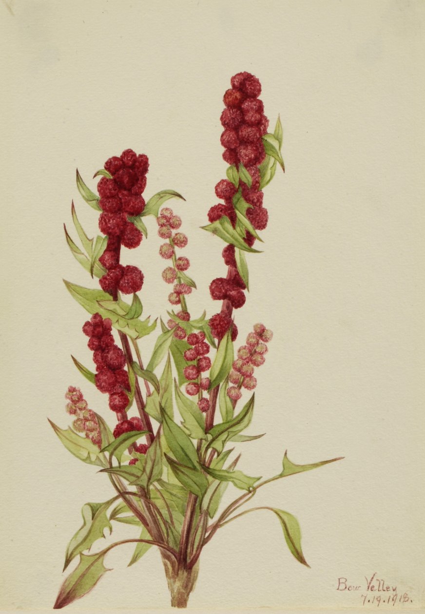 Fresa espinosa Chenopodium capitatum, 1918 de Mary Vaux Walcott