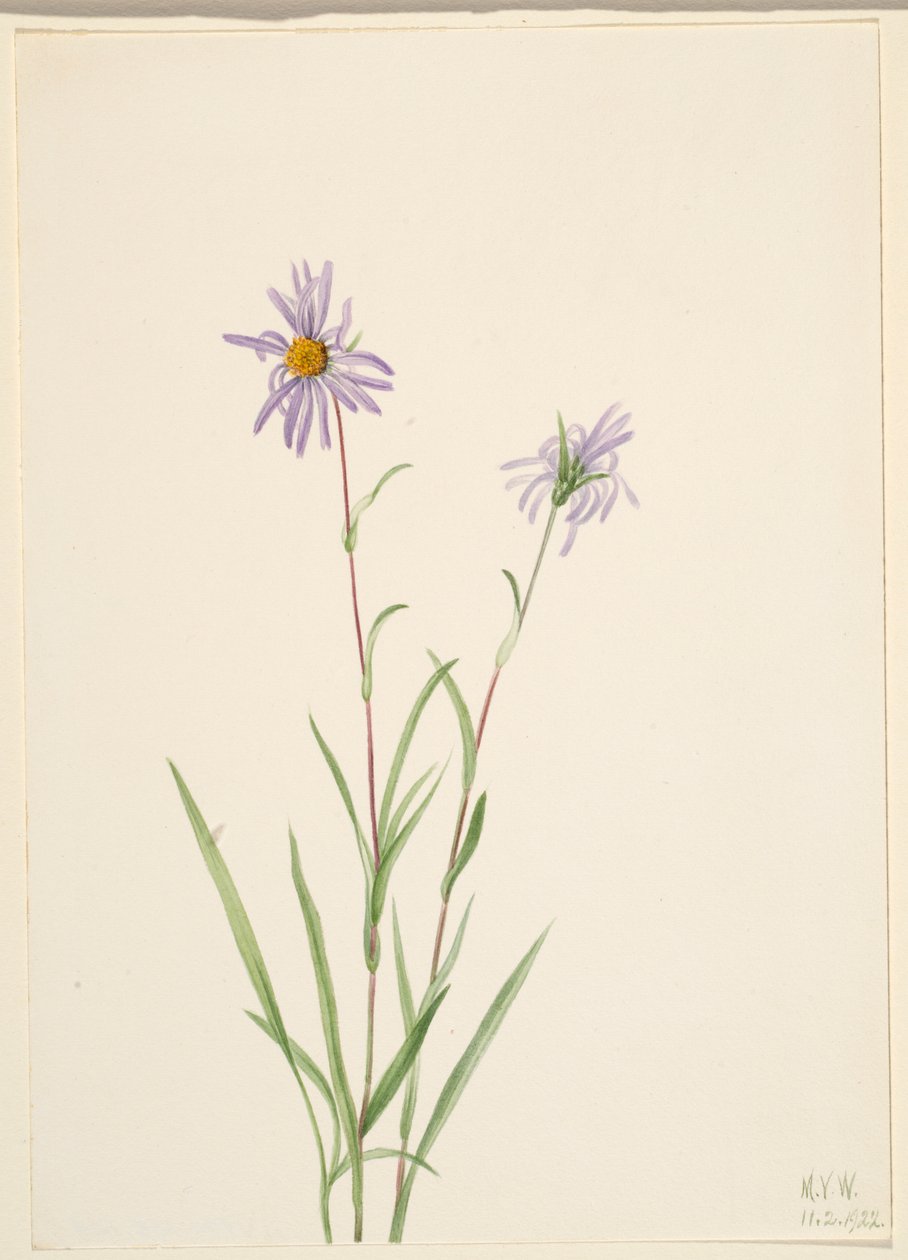 Aster paludosus (Aster paludosus) de Mary Vaux Walcott