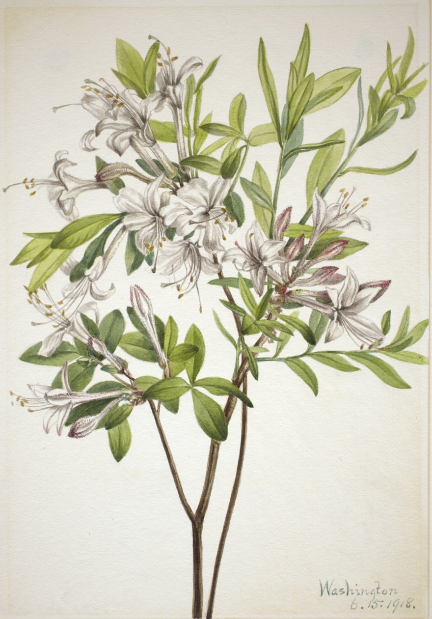 Swamp Azalea (Azalea viscosa) de Mary Vaux Walcott