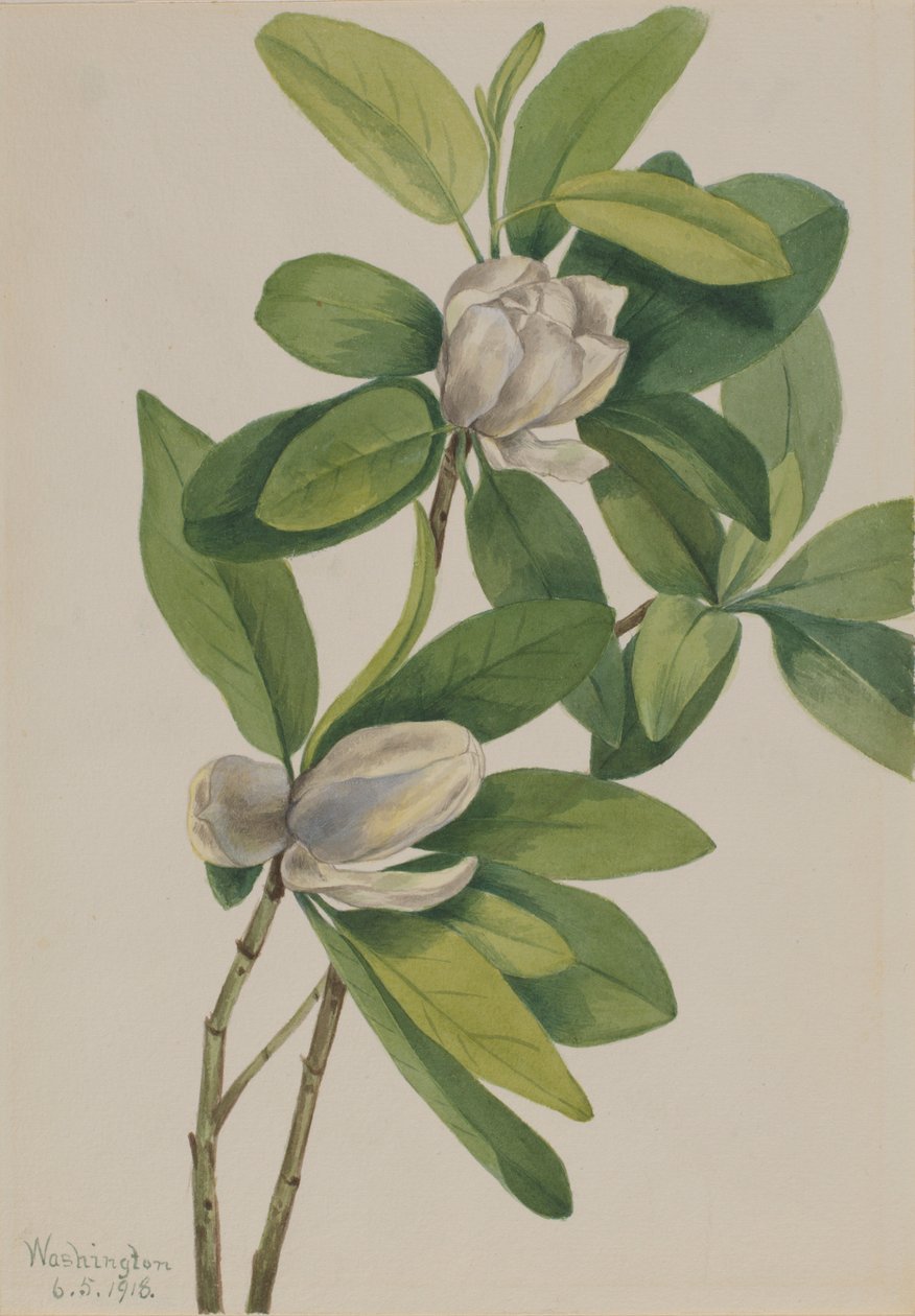 Magnolia de los pantanos (Magnolia virginiana) de Mary Vaux Walcott