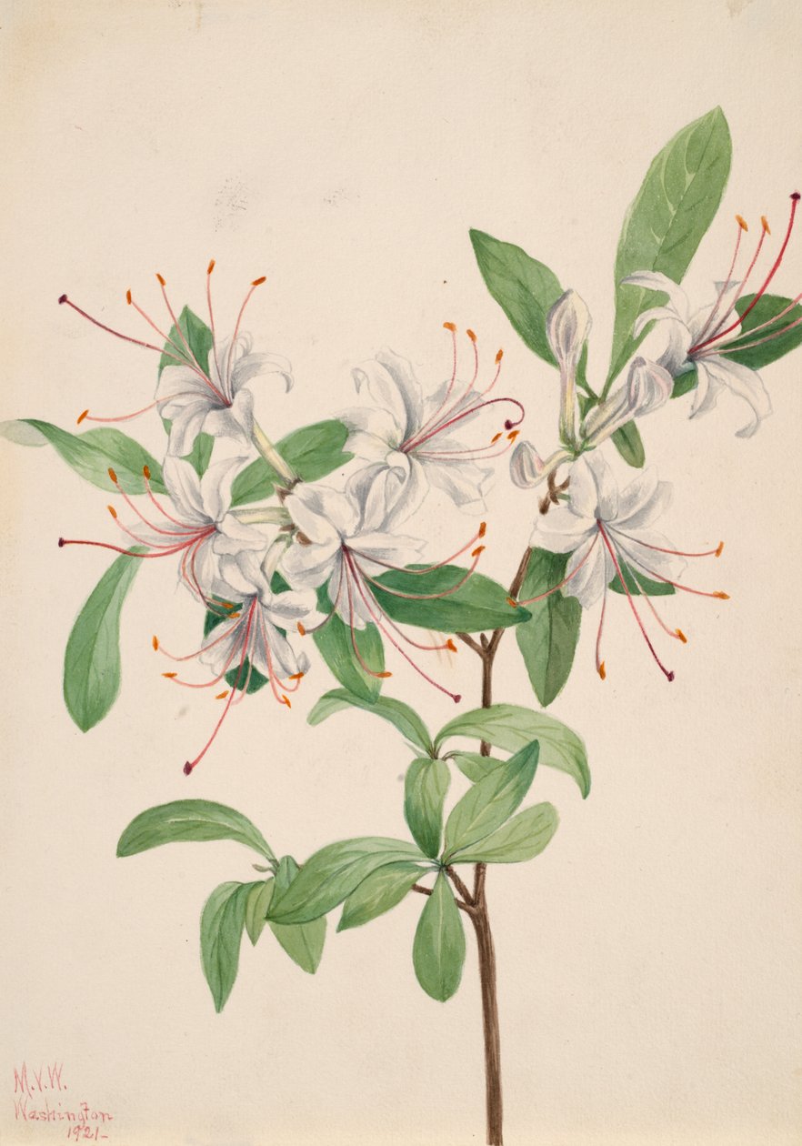 Azalea dulce Azalea arborescens, 1921 de Mary Vaux Walcott